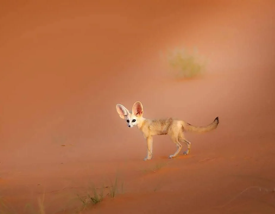 Fennec Fox