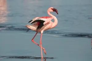 Greater Flamingo