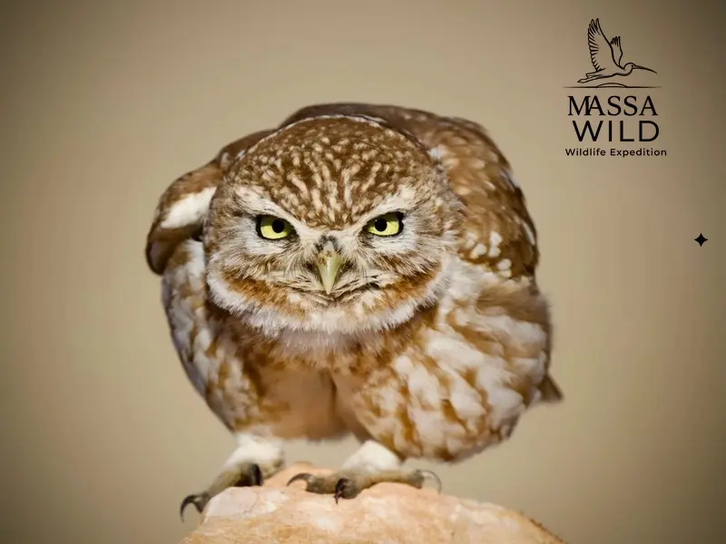 Little Owl