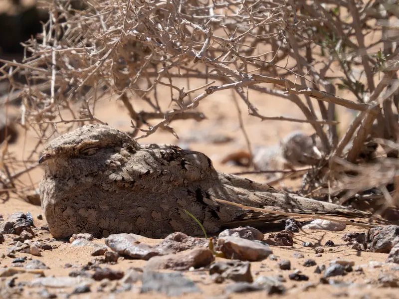 Egyptian Nightjar