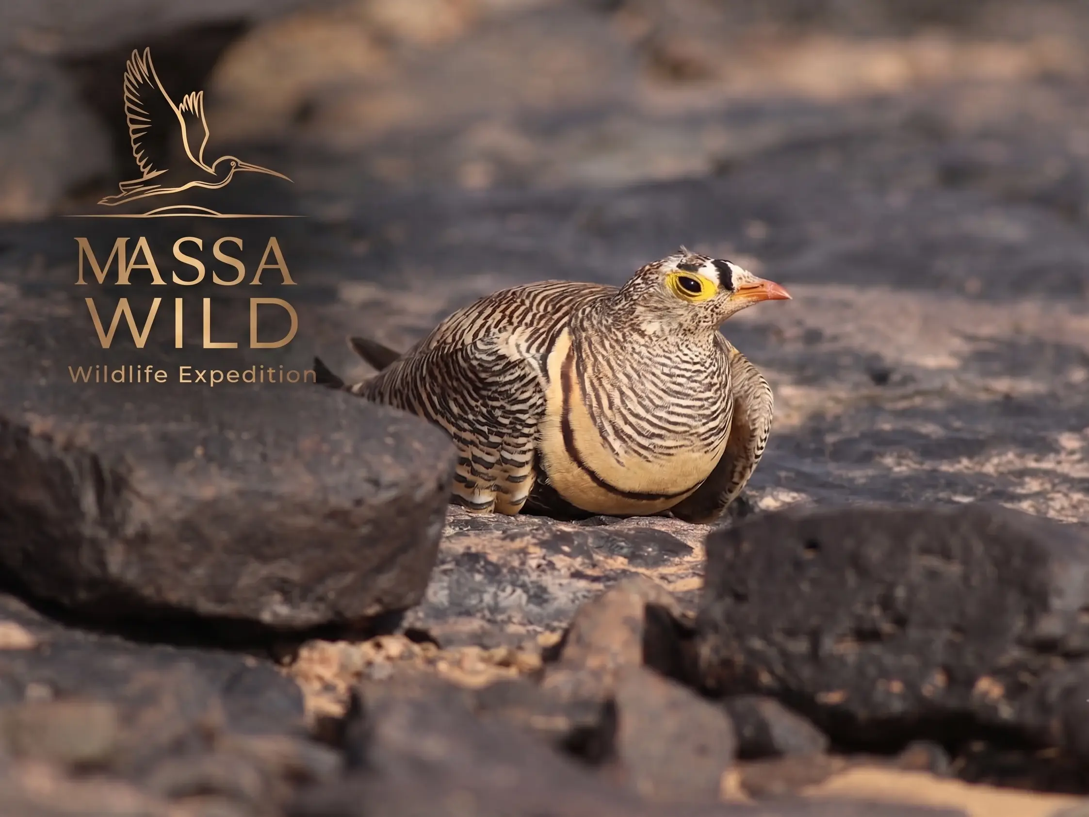 Lichtenstein's Sandgrouse