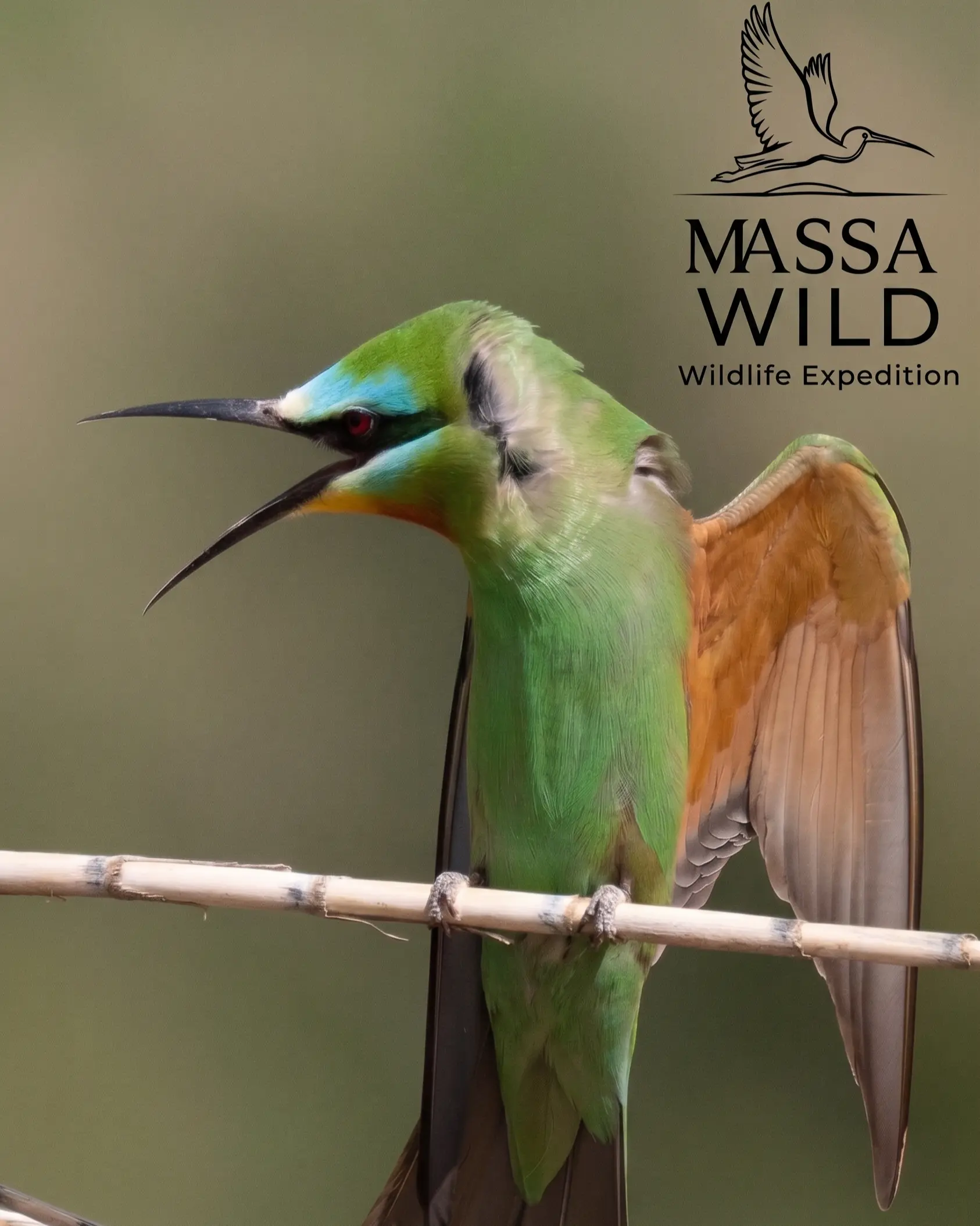Blue-cheeked Bee-eater