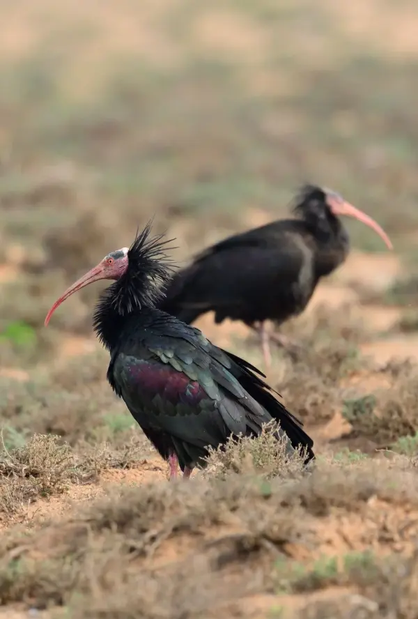 Wild Morocco Moment
