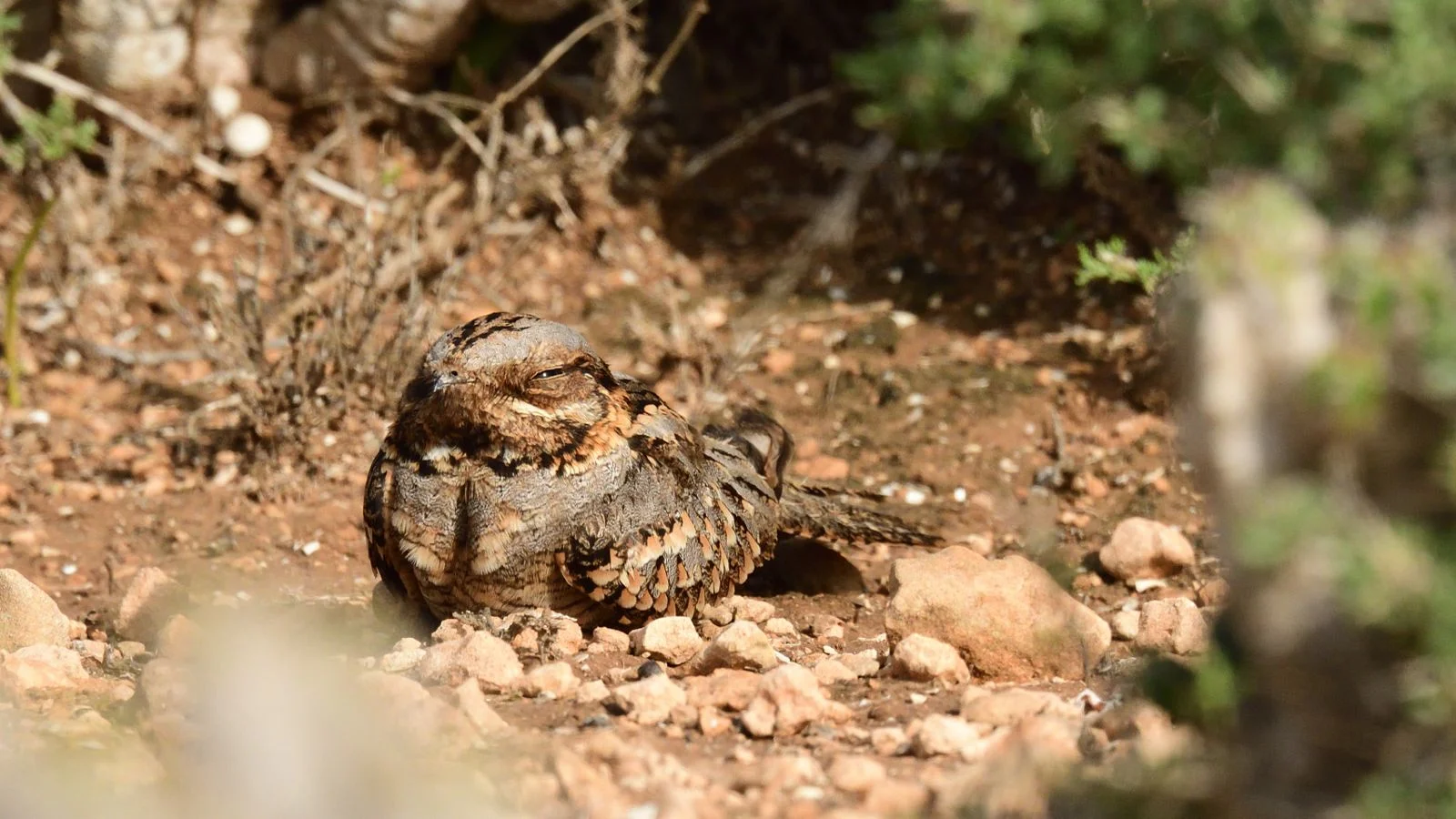 Wild Morocco Moment