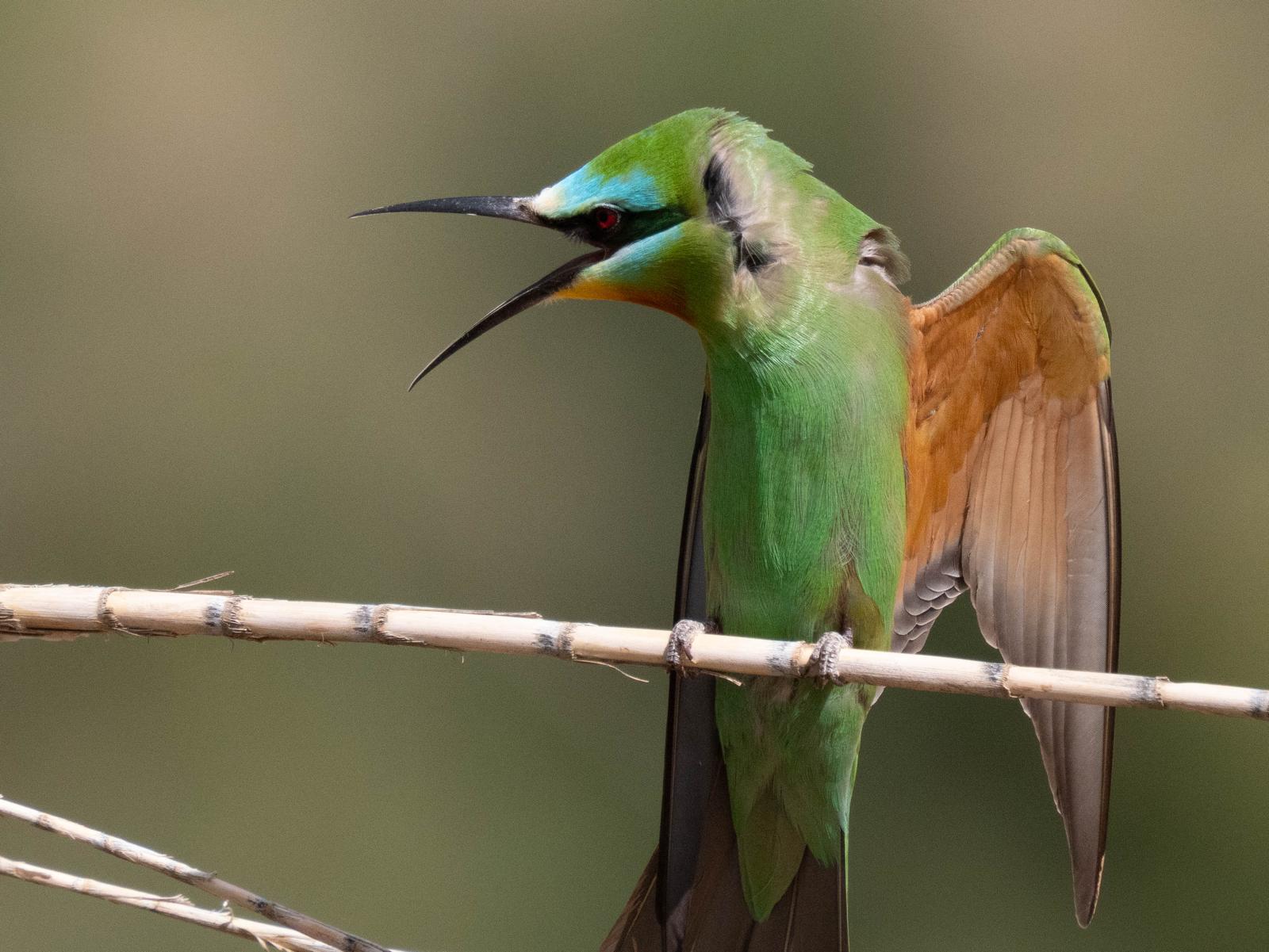 Blue-cheeked Bee-eater in Morocco